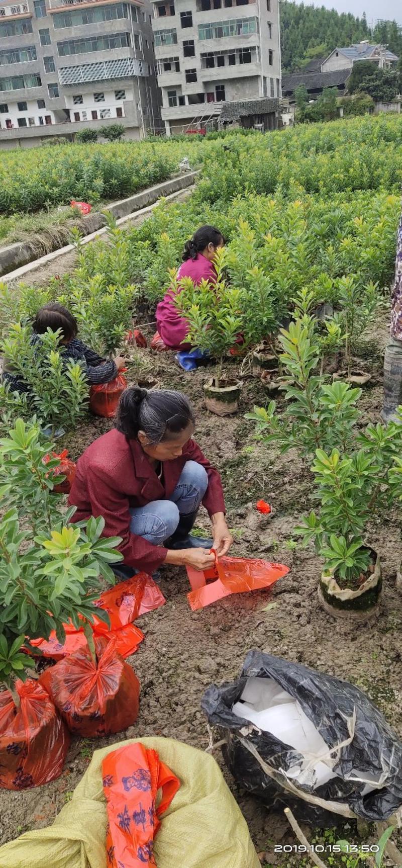 杨梅杯苗营养袋苗产地供货东魁黑炭台梅成活率高提供种植技术