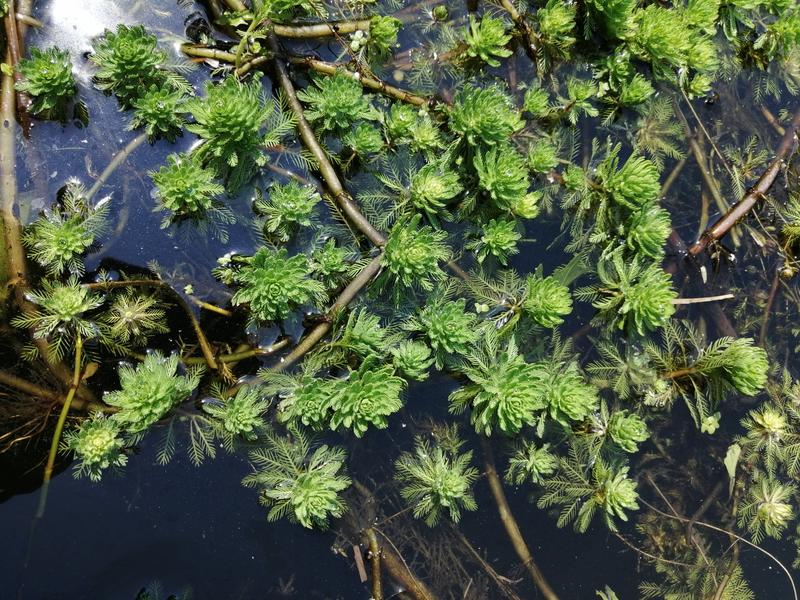 狐尾藻聚草净水植物基地直销