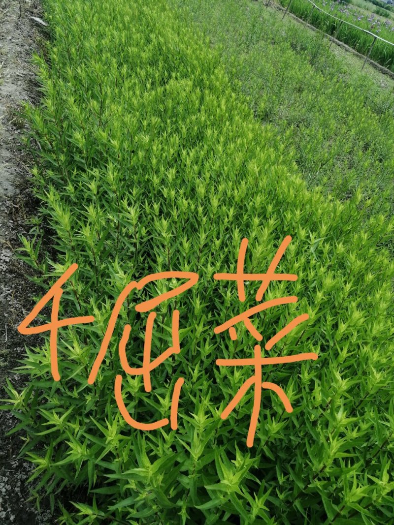 千屈菜水生植物观赏草基地直销