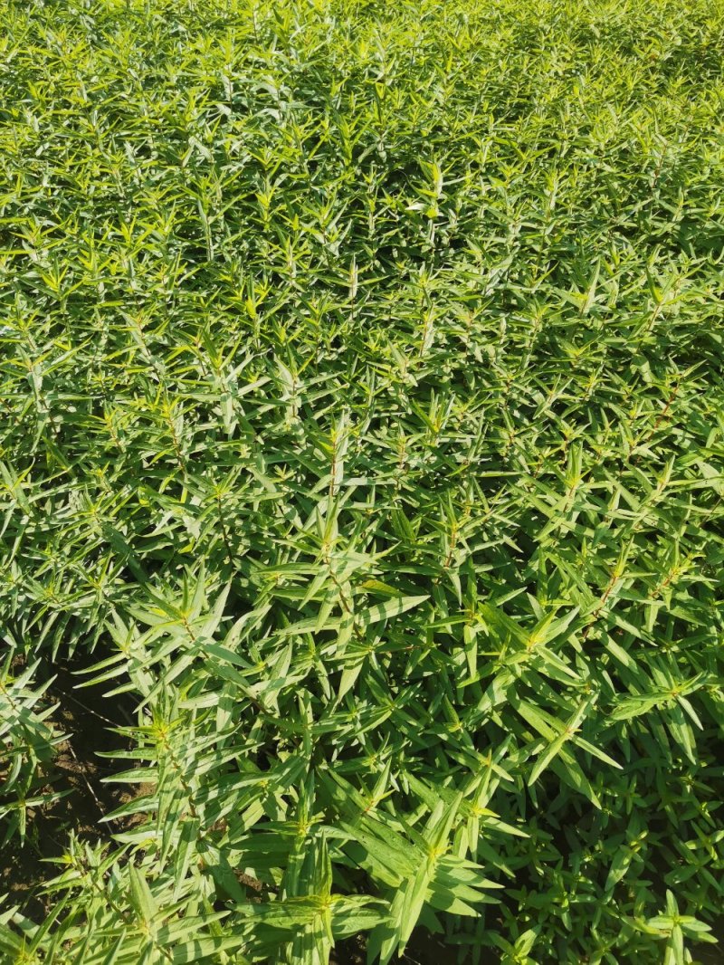 千屈菜水生植物观赏草基地直销