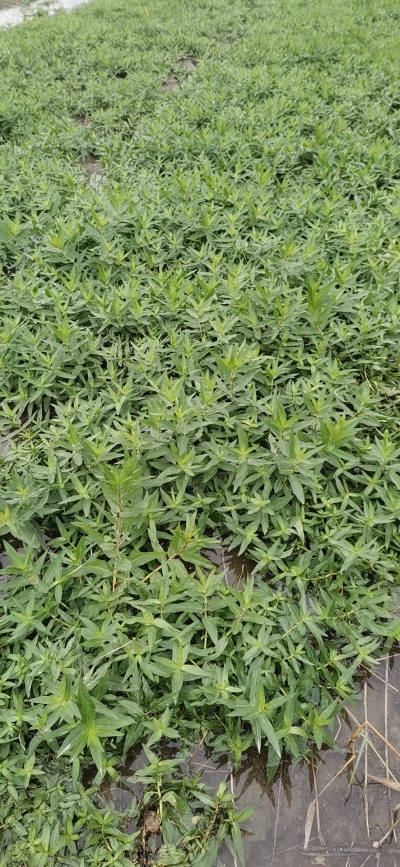 千屈菜水生植物观赏草基地直销