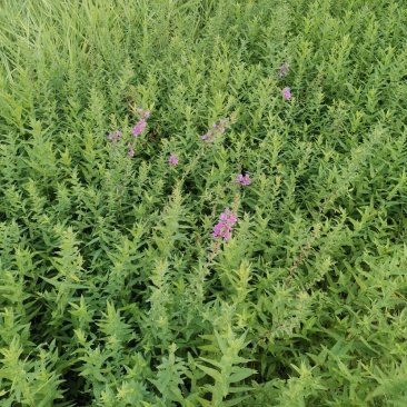 千屈菜水生植物观赏草基地直销