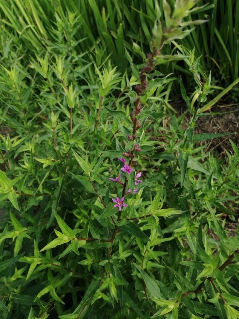 千屈菜水生植物观赏草基地直销