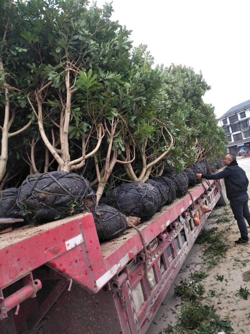 产地供货杨梅树，工程绿化，果园，小区别墅美化，提供种植技