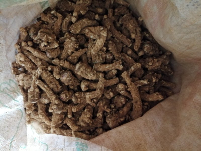 鹤庆马厂当归头干货