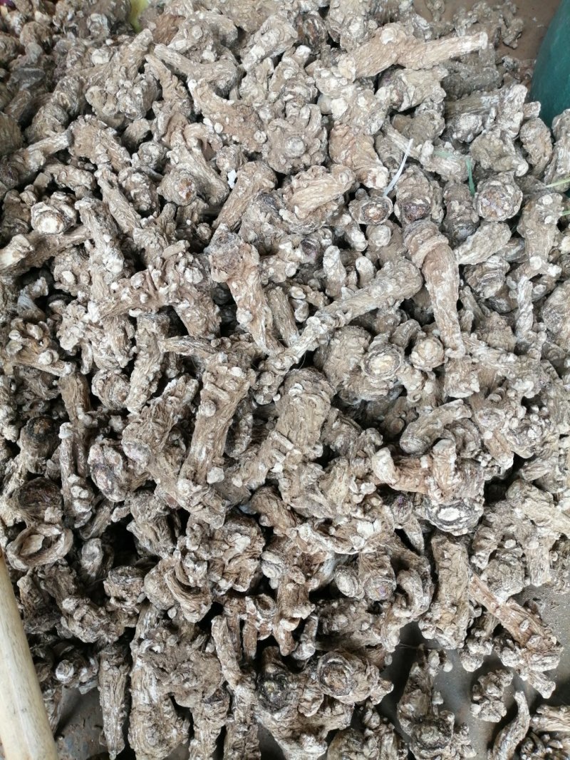 鹤庆马厂当归头干货