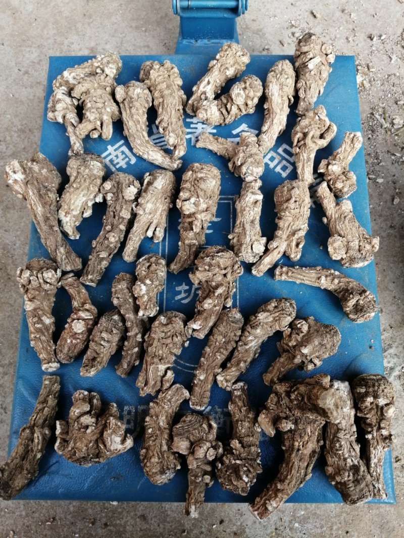 鹤庆马厂当归头干货