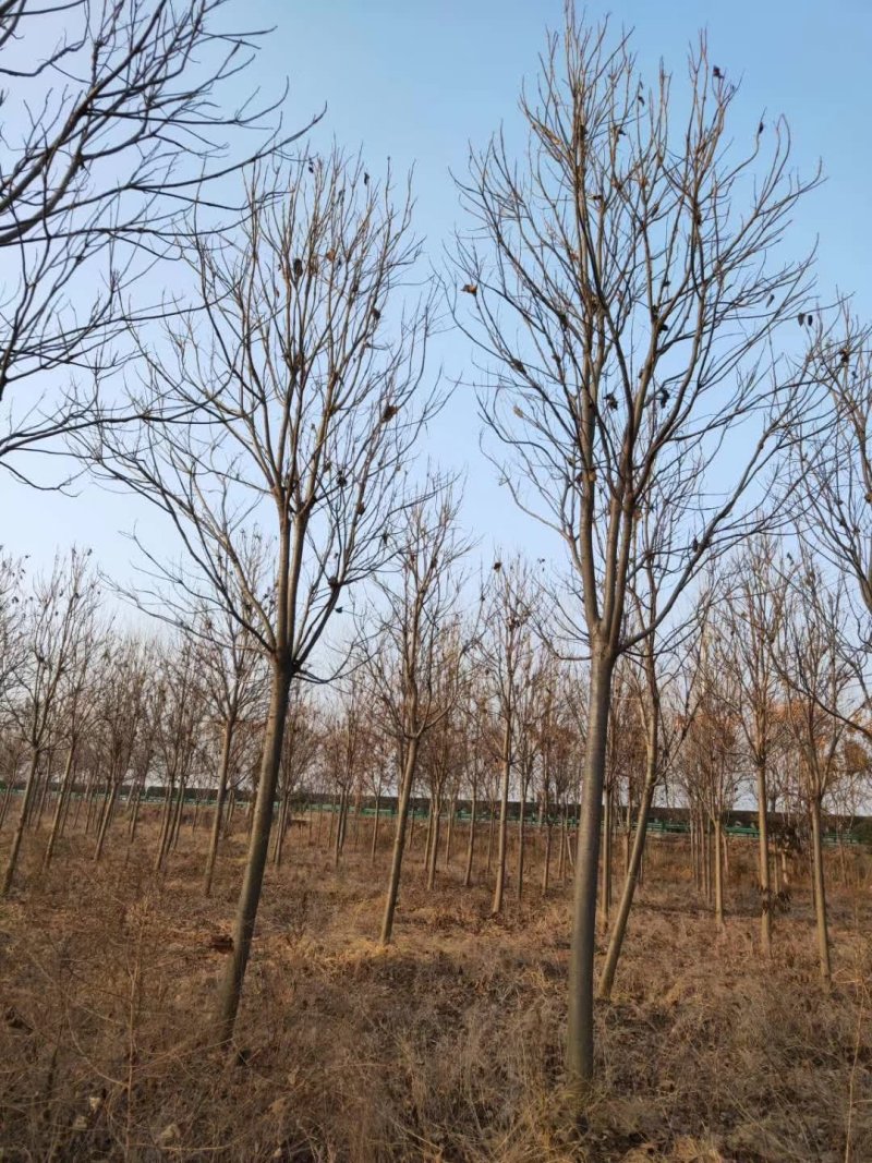 12公分楸树10公分楸树