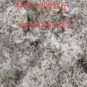 楸树种子，梓树种子大量批发