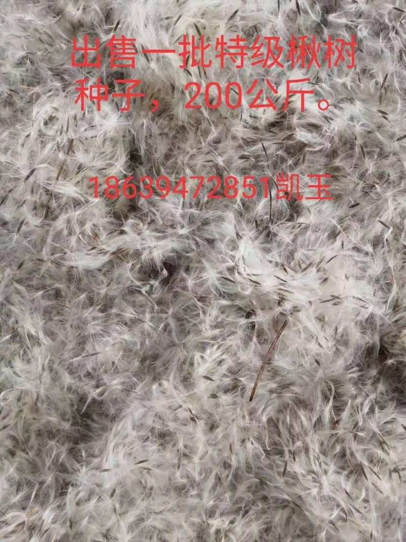 楸树种子，梓树种子大量批发