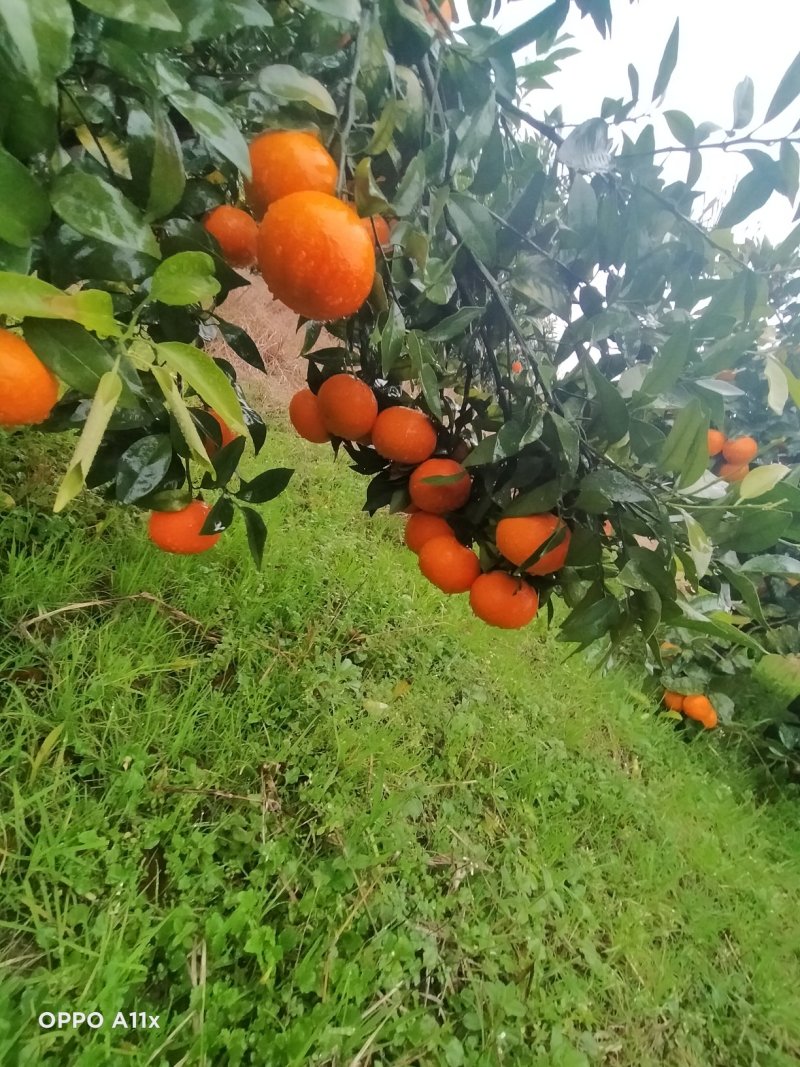 广西桂林全州一级沃柑产地，皮细，果亮，口感好