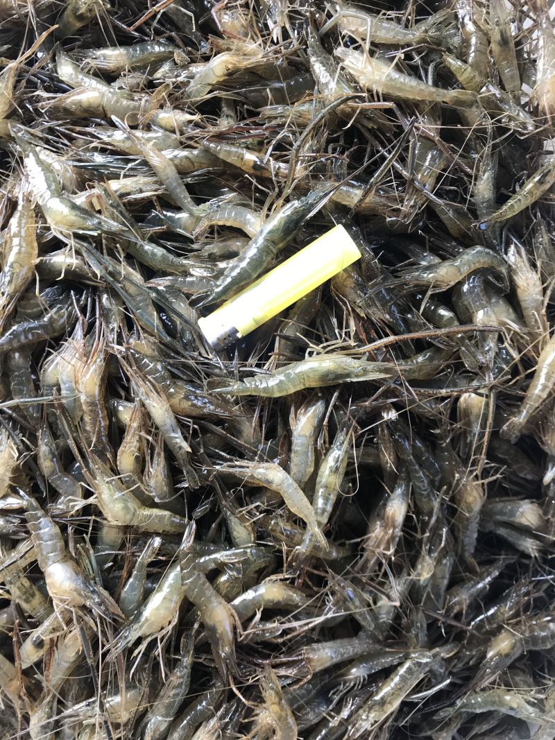 河虾，活体冻板冰鲜2-4规格，3-5规格请提前预定