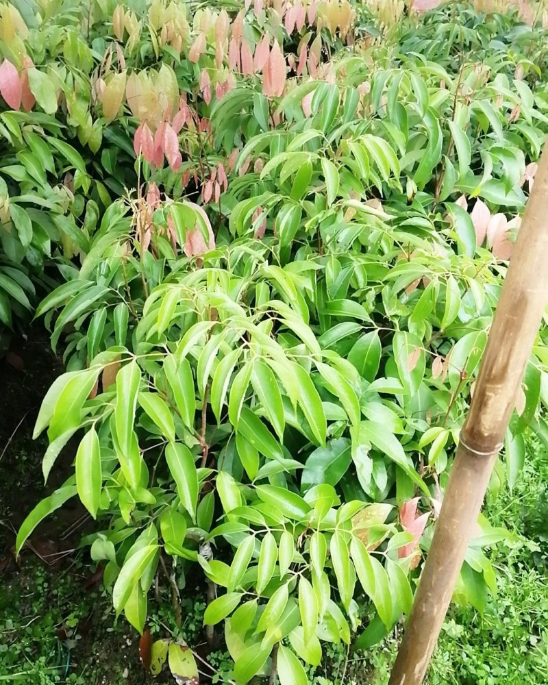 桂味荔枝树苗嫁接苗包正宗广西苗圃直销