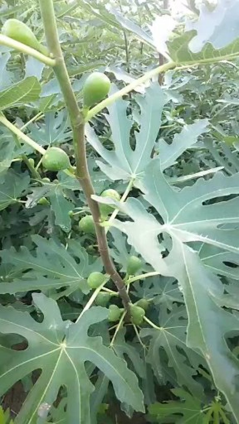 无花果苗一波姬红无花果苗規格:1，2.0公分