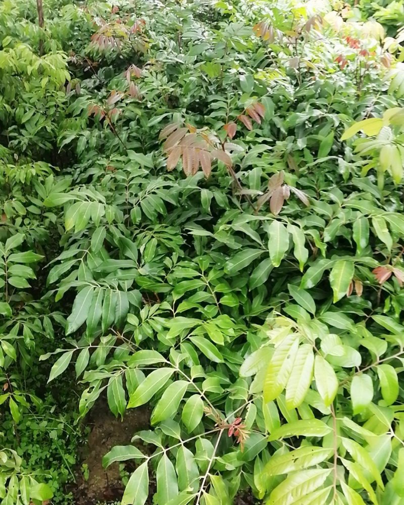 桂圆树苗龙眼黄壳石硖品种包正宗带叶子发货
