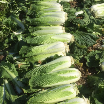 竹筒菜