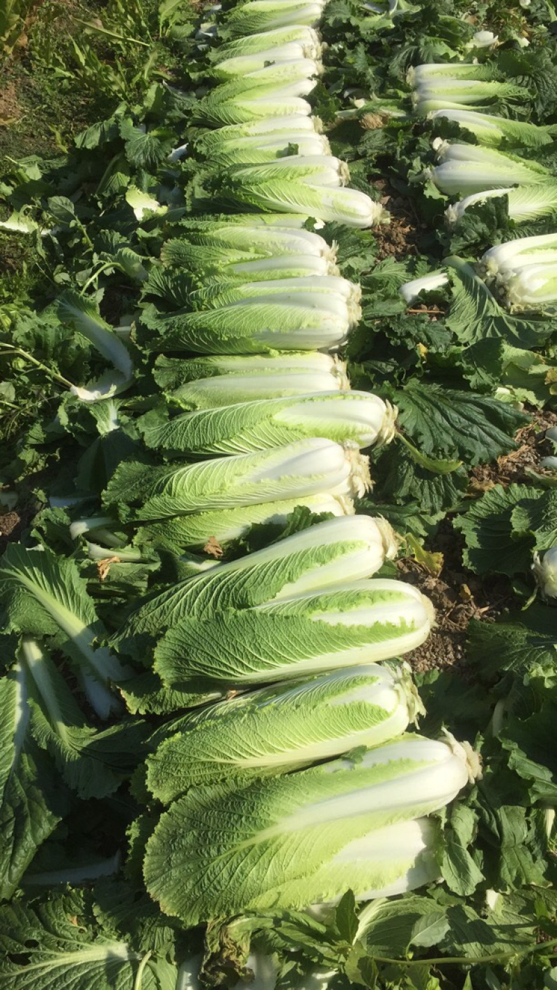 竹筒菜