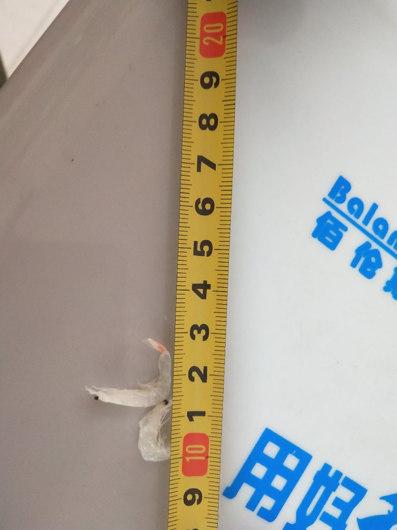 虾皮