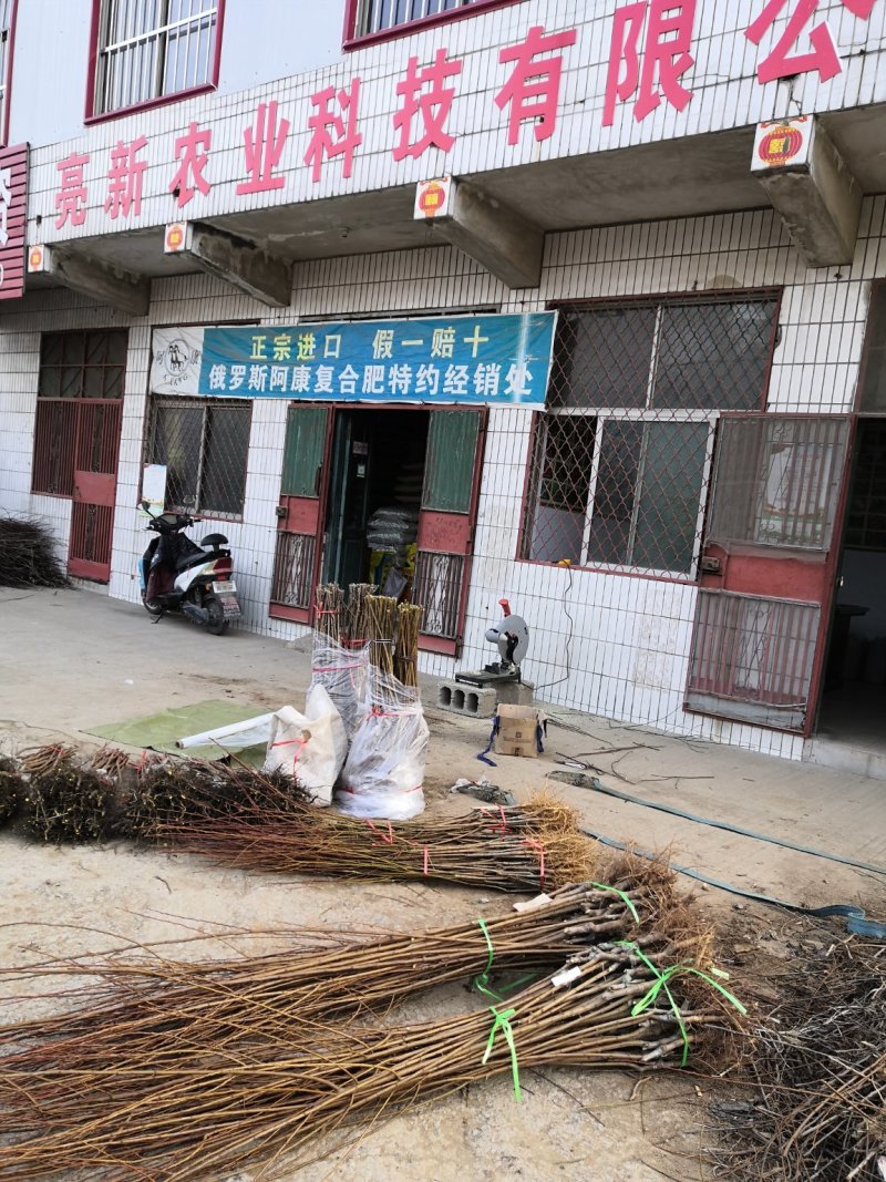 大量批发冬青小苗，黄杨小苗价格,1.5米冬青树苗