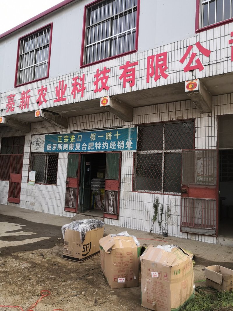 大量批发冬青小苗，黄杨小苗价格,1.5米冬青树苗