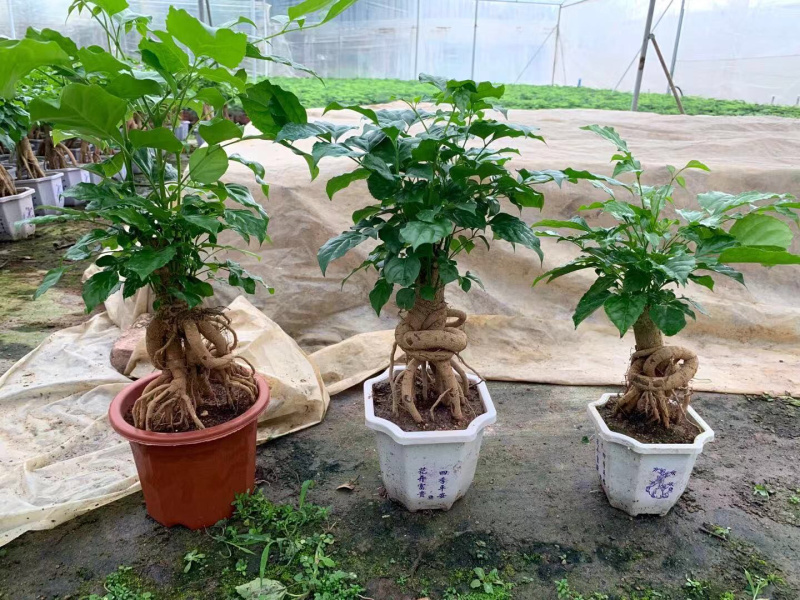 提根绿宝幸福树，室内摆放