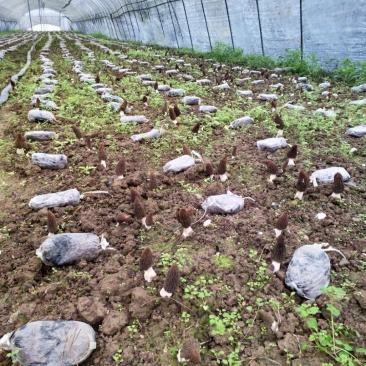 2020新鲜羊肚菌现摘现发新鲜现货