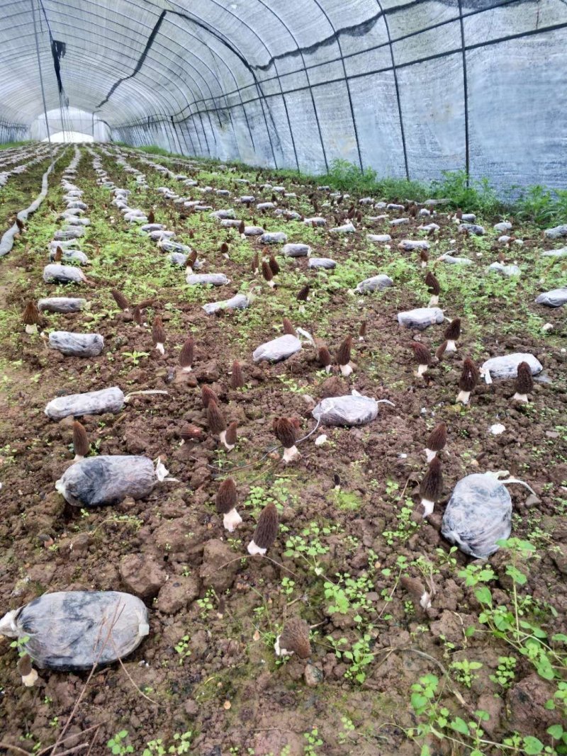 2020新鲜羊肚菌现摘现发农户自种