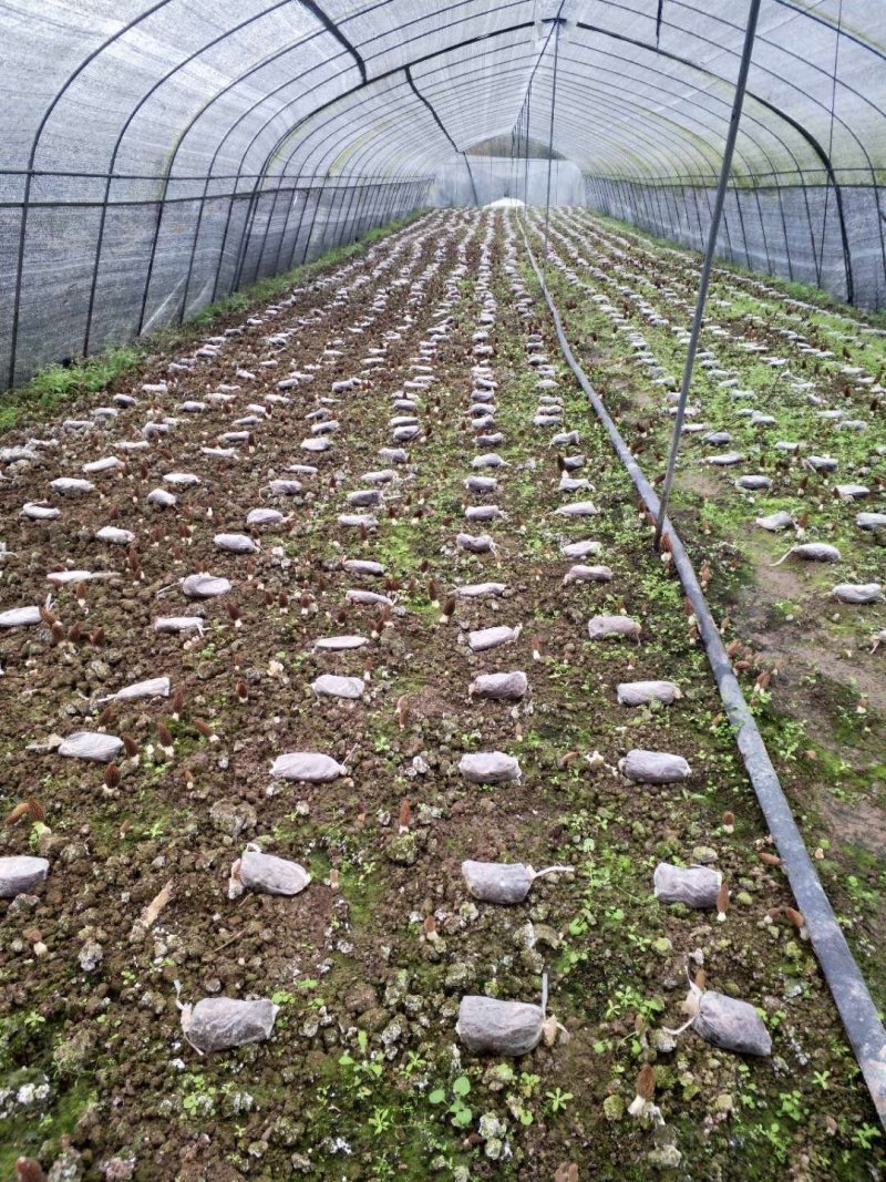 2020新鲜羊肚菌现摘现发农户自种