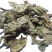 常年批发代购芙蓉叶量大从优