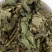 常年批发代购芙蓉叶量大从优