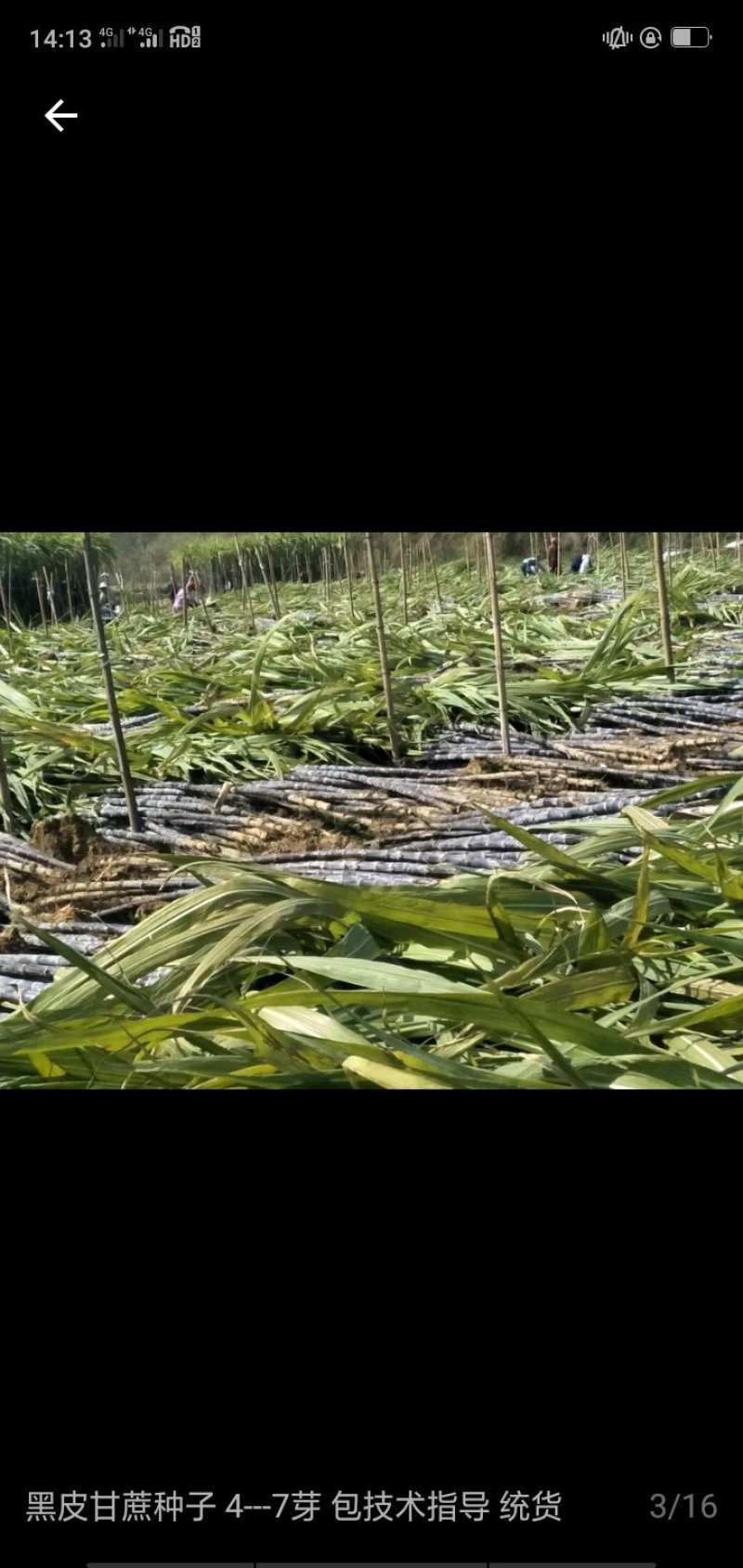 甘蔗种开始预定了