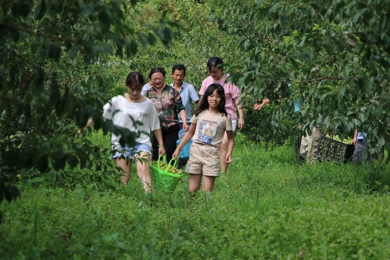 贵州糖脆李蜂糖李，青脆李超甜又脆个头大5斤起批