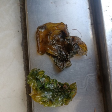 地耳子，存野生，口感好，味正