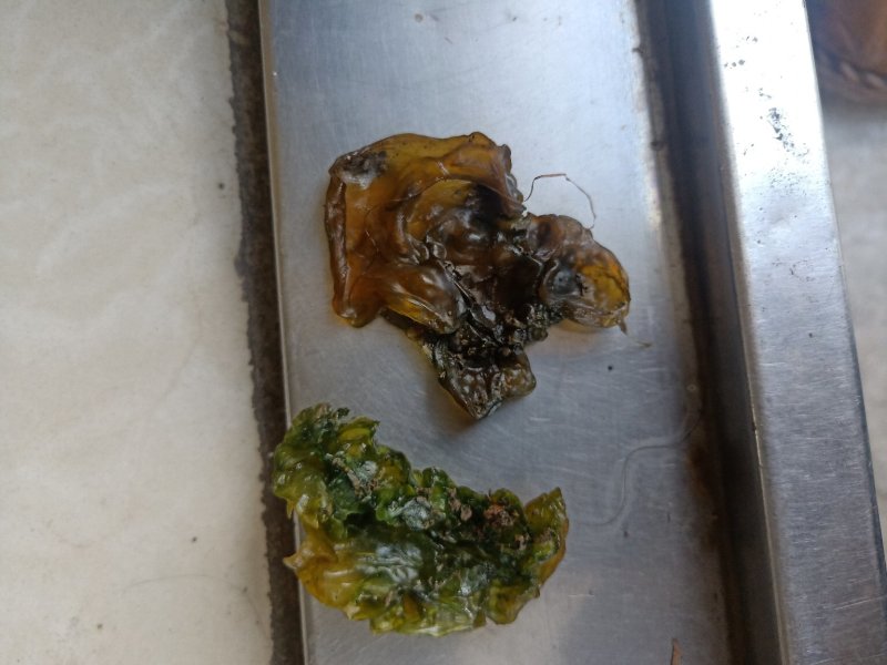 地耳子，存野生，口感好，味正