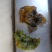 地耳子，存野生，口感好，味正