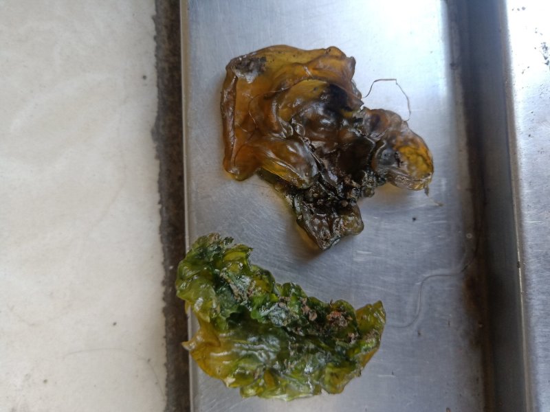 地耳子，存野生，口感好，味正