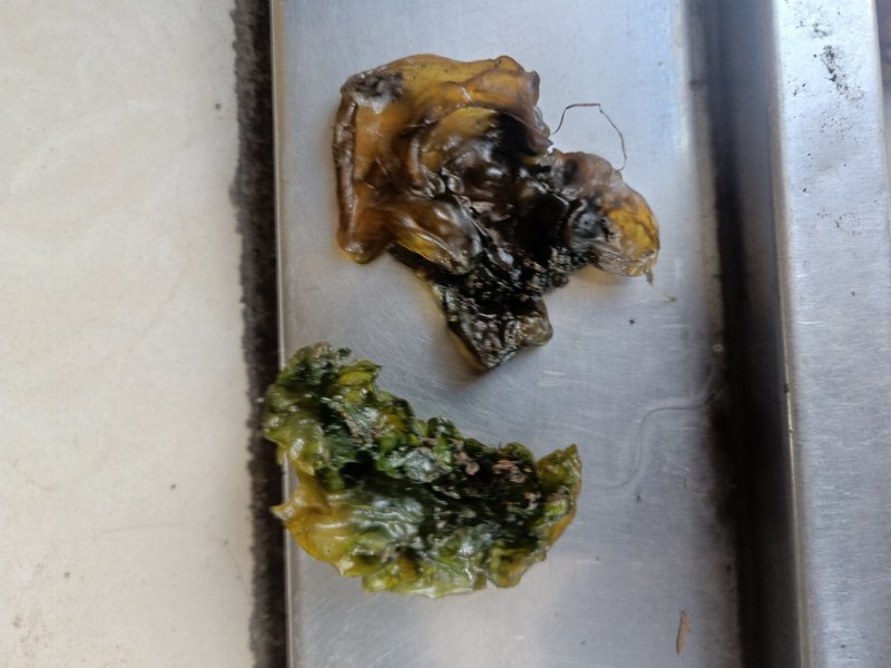 地耳子，存野生，口感好，味正