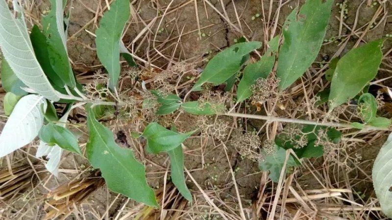 野生大叶紫珠长期供应