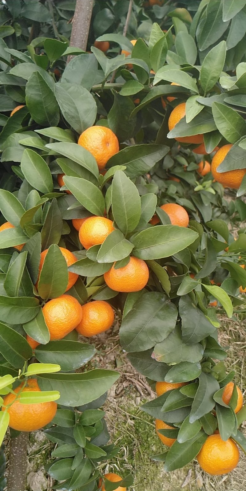 自产自销沙糖桔果苗一年苗三年杯苗金秋沙糖桔苗一年二年苗
