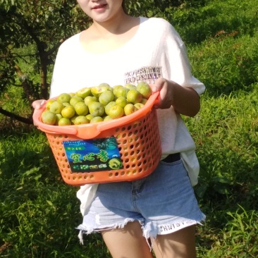 贵州糖脆李蜂糖李,青脆李超甜又脆个头大5斤起批
