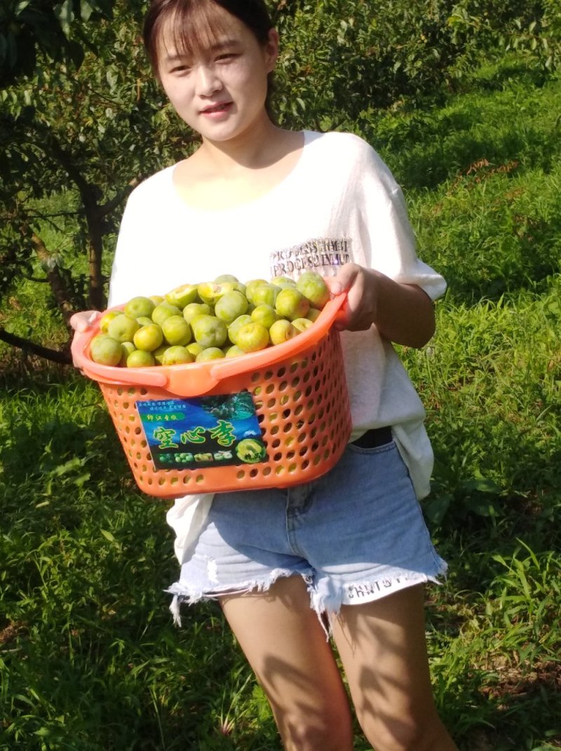 贵州糖脆李蜂糖李，青脆李超甜又脆个头大5斤起批
