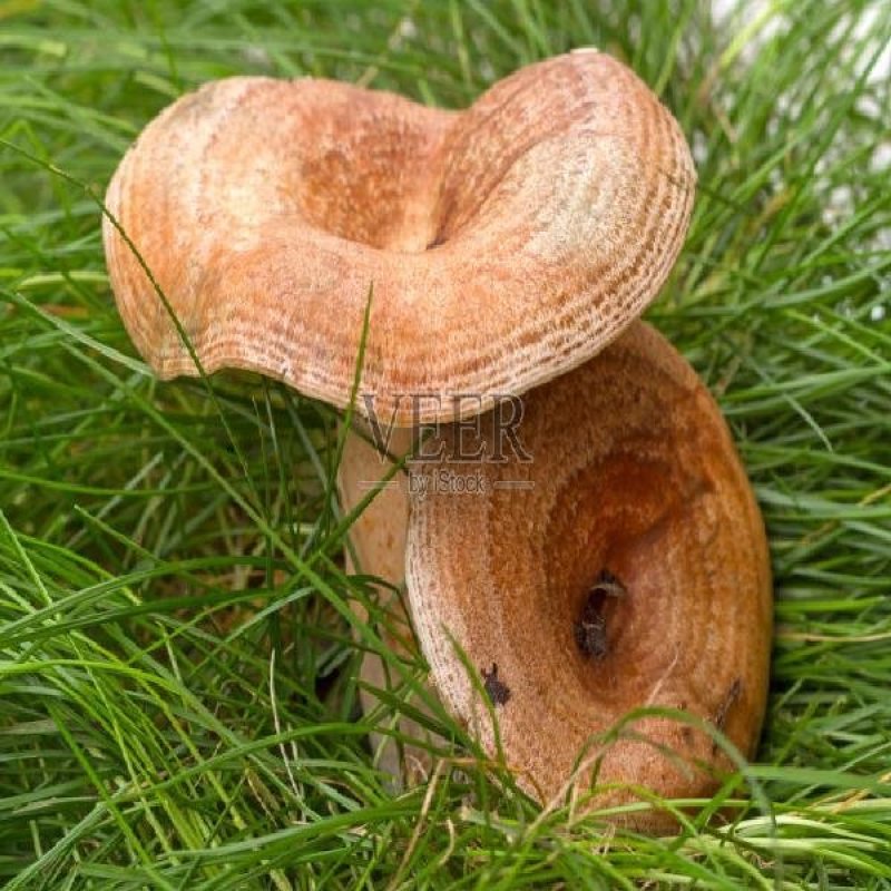 湖北干雁来蕈雁鹅菌谷熟菌铜绿枞菌松乳菇寒菌菌松树菌
