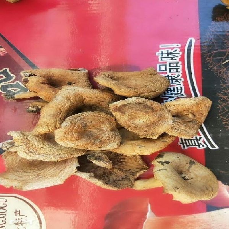 湖北干雁来蕈雁鹅菌谷熟菌铜绿枞菌松乳菇寒菌菌松树菌