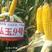 高产抗病玉米种子，密植机收耐高温弘玉9号研发品种品质好