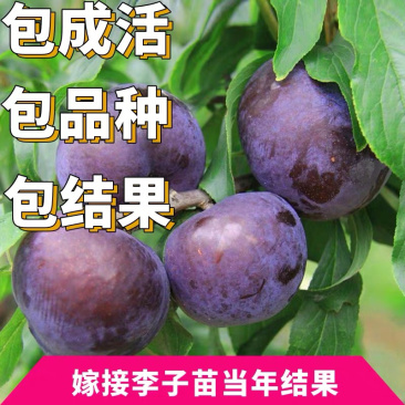 黑布林李子树苗嫁接李子树苗当年结果南北方种植占地李子树苗