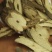 黄藤，常年批发供应黄藤野生货量大从优