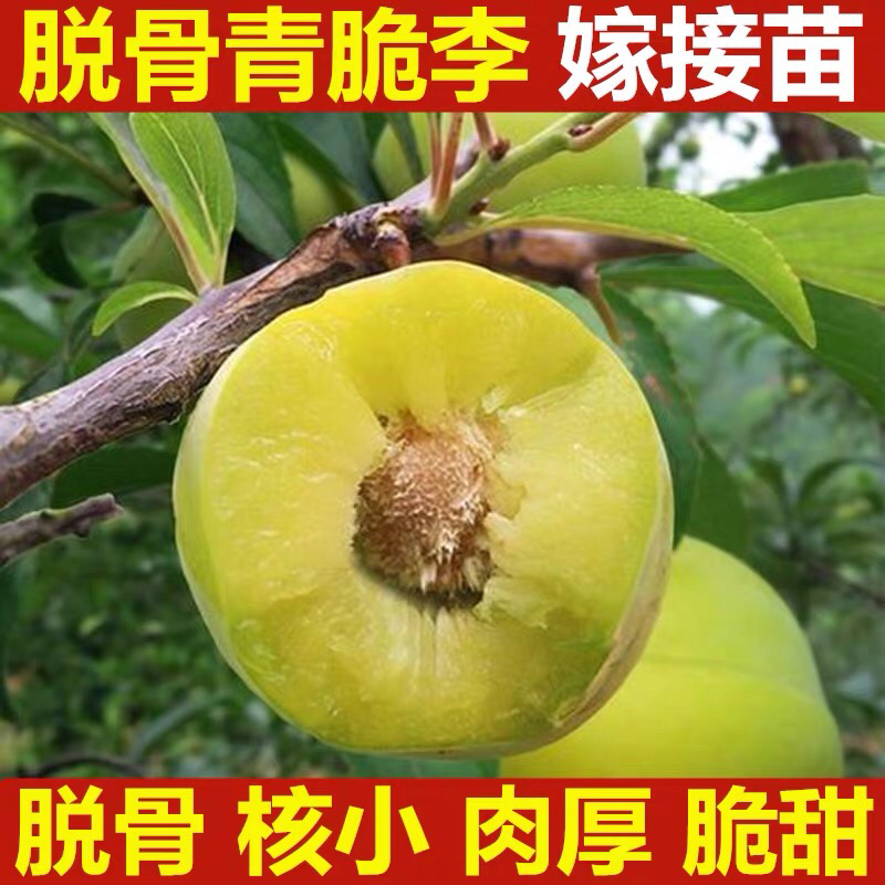 李子树苗嫁接品种蜂糖李子新品种李子树苗南北方种植果树