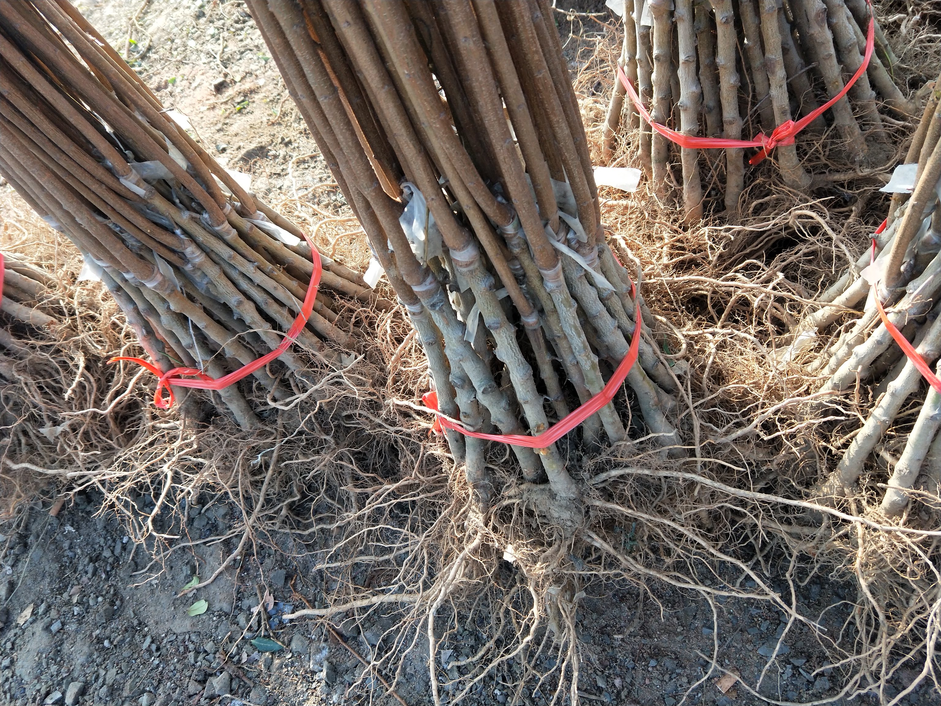 蜂糖李原生苗根系特写对比图