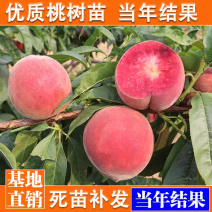 桃树苗占地树苗成活率好生长速度快南北方种植桃树苗嫁接桃树