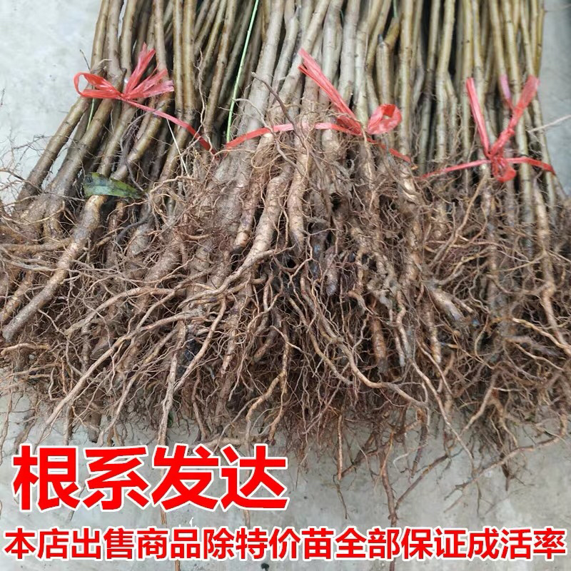 桃树苗占地树苗成活率好生长速度快南北方种植桃树苗嫁接桃树